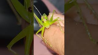 grasshopper #shorts #insects