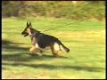 the official akc german shepherd dog breed standard part 2 of 2