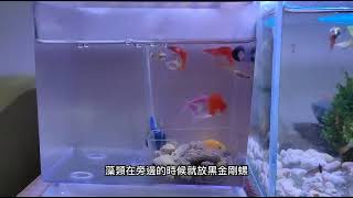 小魚缸日記 EP17 買了三隻NG全紅白子孔雀魚；珊瑚骨調整酸鹼值