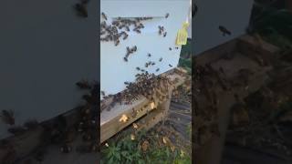 Killing Varroa mites \u0026 the Fall pollen flow is on. Bring the honey! #honeybees #beekeeper #beehive