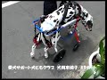 犬用車いすダルメシアンのmayちゃん20170822