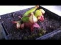 How to care for Darlingtonia Californica: Cobra lily care