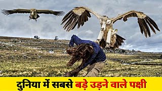 Largest Flying Birds In The World | सबसे ऊंचा उड़ने वाला पक्षी | Udne Wala Panchi Ka Nam