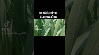 แถวนี้ปลูกอ้อยงาม  ##บ.หนองโสน  สระแก้ว  ##กลุ่มอ้อยแปลงใหญ่หนองโสน