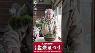 【盆栽まつり2023冬季】出品盆栽のご紹介【松古園②】那須五葉松 実生