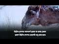 উট কে কেন শয়তান থেকে সৃষ্টি করা হয়েছে why is the camel created from satan