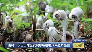 [中国三农报道]吉林：长白山地区发现珍稀植物球果假水晶兰|农业致富经 Agriculture And Farming