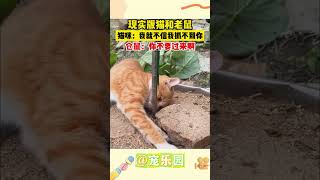 现实版猫和名鼠 猫咪：我就不信我抓不到你 仓鼠：你不要过来啊 #宠乐园 #轻松一刻 #动物