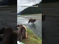 ¡vieron un oso en primera fila y en su ambiente shorts espn deportes