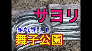 サヨリが好調！fishingmax垂水店2019/06/26