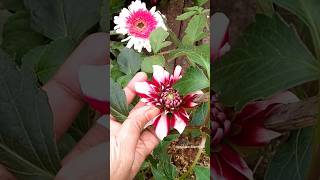 దాలియా Double shade daliya flowers in terrace garden #gardening #vegetables #harvest #gardenideas