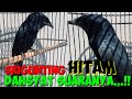 Burung Srigunting Hitam Gacor Suaranya Unik Variasi || Burung Saeran Jawa Barat