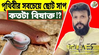 চোখ নেই নাক নেই কান নেই কিন্তু বিষ সেটা কি আছে !? | পুঁয়ে সাপ | Brahaminy Snake