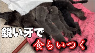 嫌がる母犬のお腹に食らいつく子犬【親離れ】