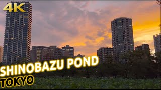 Shinobazu pond walk at sunset, Tokyo, Japan [4K]