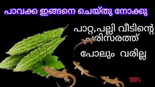 പാവയ്ക്ക ഉണ്ടെങ്കിൽ ഇങ്ങനെ ചെയ്തു നോക്കൂ / പാറ്റ പല്ലി വീടിന്റെ പരിസരത്ത് പോലും വരില്ല/airusworld