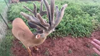 Shedding velvet Episode 84 Whitetail buck in early stage of shedding velvet