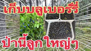 ชีวิตต่างแดน มาเก็บเห็ดเห็นบลูเบอร์รี่ ก็อดเก็บไม่ได้#คนไทยในสวีเดน#เก็บเห็ดในสวีเดน