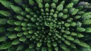 Simmetrik Meşə Şimali Kaliforniyada (Symmetrical Forest)  #thegreatplanet