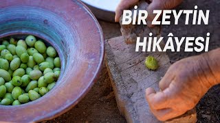 From Field to Table, An Olive Story – Visit İzmir