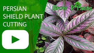 Persian Shield plant Cutting