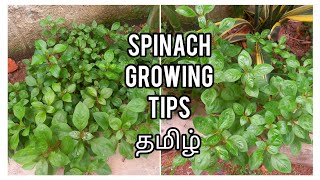 4 தண்டு le 1 முறை கீரை குழம்பு செய்யலாம் / கீரை வளர்ப்பு TIPS🤗/gardening videos @ajis dreams