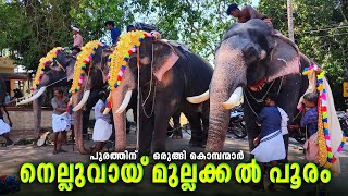 Nelluvai Mullakkal Pooram 2025 | Nandilath Gopalakrishnan | Choppis Kuttisankaran | Machad Jayaram