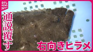 【釣り上げたのは…】通説覆す「右向きヒラメ」 水族館で公開へ  茨城県