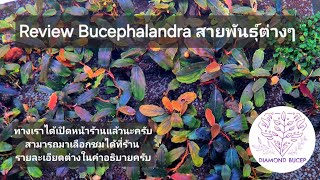 Review Bucephalandra rare item รีวิวบูเซปแรร์ไอเทม ฉลองเปิดหน้าร้าน 🎉 🌿🍀🍁