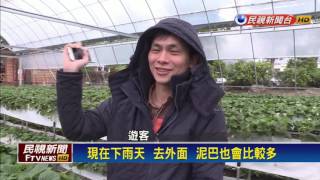 連假採果去 大湖草莓2期花開盛產－民視新聞