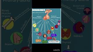 Pituitary gland, sympathetic vs parasympathetic ، hypoxia vs hypothesis #beautiful #english #abnorma