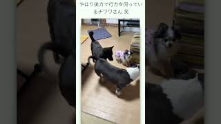 甲斐犬とピットブル(Aブリー)との遊びに、入っていけないチワワちゃん