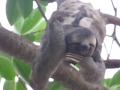 sloth with an itch in monteria colombia