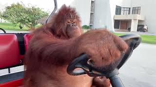 Orangutan driving golf cart [10 HOURS]