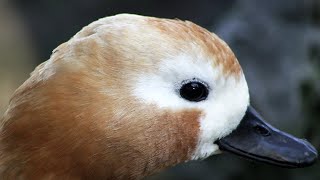 Zlatokrila utva│Ruddy Shelduck│Tadorna ferruginea│Beo zoo vrt 260