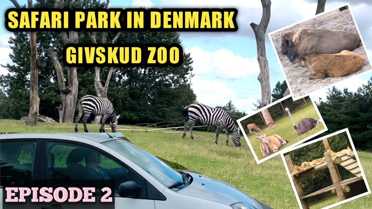 Safari Park | Givskud Zoo | Denmark | Exciting Experience | Must Visit ...