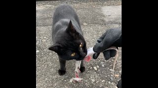 新鮮な高級魚を美味しそうに食べる野良猫 #Shorts “A wild cat eats fresh fish deliciously”