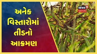 બનાસકાંઠા અને પાટણમાં તીડનો આતંક, ખેડૂતોમાં ચિંતાનો માહોલ