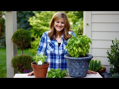 How to Prune Basil How to Prune Basil