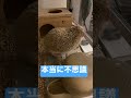 【ハリネズミ】おはりさんの不思議な事実　＃ハリネズミ ペット 小動物