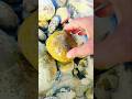 Amazing gold agate at lake superior rocks hunting 56 #youtubeshorts #crystalhunting #agatehunting