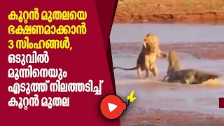 കൂറ്റന്‍ മുതലയെ ഭക്ഷണമാക്കാന്‍ 3 സിംഹങ്ങള്‍, ഒടുവില്‍ മൂന്നിനെയും എടുത്ത് നിലത്തടിച്ച് കൂറ്റന്‍ മുതല