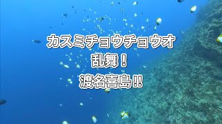 カスミチヨウチョウオ・渡名喜島ダイビング・ディーズパルス沖縄