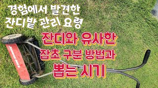 잔디밭에 나는 잔디와 유사한 잡초 파랭이 뽑는 요령