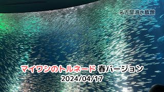 【名古屋港水族館】 マイワシのトルネード 春バージョン 2024/04/17 / Sardine Tornado, Spring Version