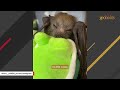 Rescue bat loves pets
