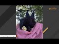 Rescue bat loves pets
