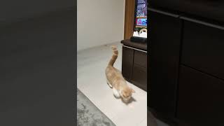 レーザーポインター　猫　遊び