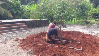 പറിച്ചു നടൽ /Transplanting/Tree Relocation / Tree transplantation in Ponnani Malappuram Kerala India