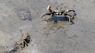 【干潟】求愛しながら餌を食べるカニ（ヤマトオサガニ）